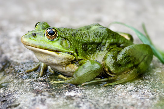 Teichfrosch, Landgang