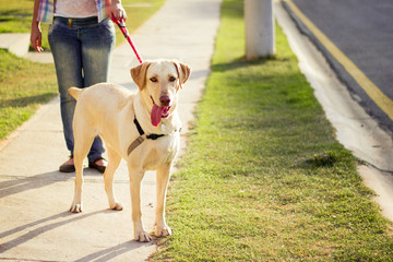 Labrador passeando, cachorro