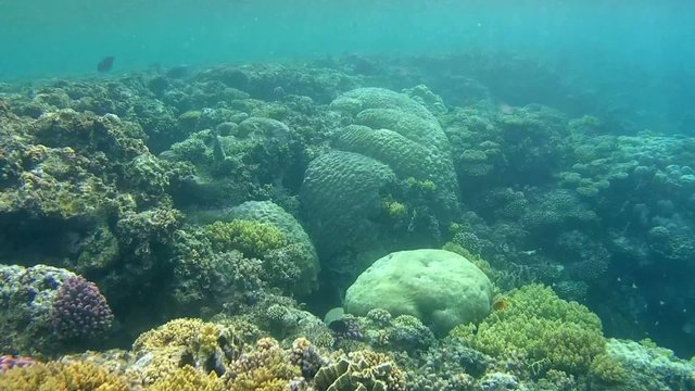 The life of a coral reef, Red sea, Marsa Alam, Abu Dabab, Egypt

