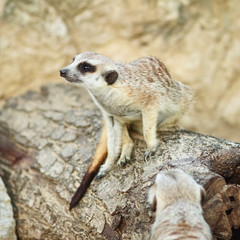 Fototapeta premium Meerkat