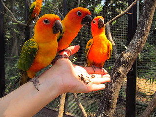 three parrots sitting on the hand © anthony_uk
