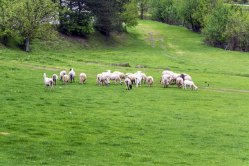Fototapeta na wymiar Sheep on the lawn