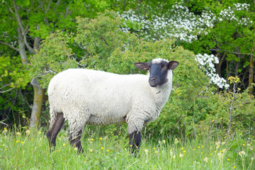 schwarzköpfiges Fleischschaf 