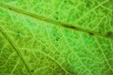 green leaf texture