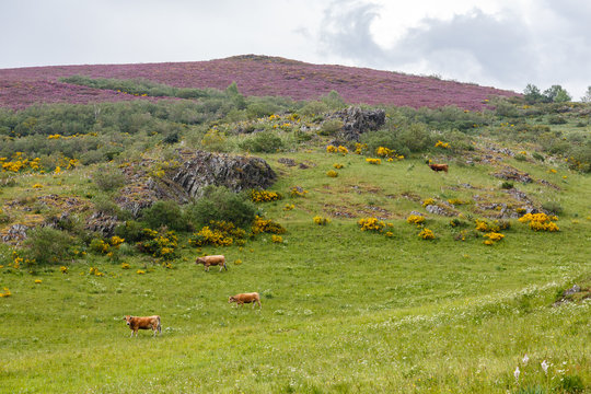 Brezo y retama en flor en el valle de Leitariegos, Asturias