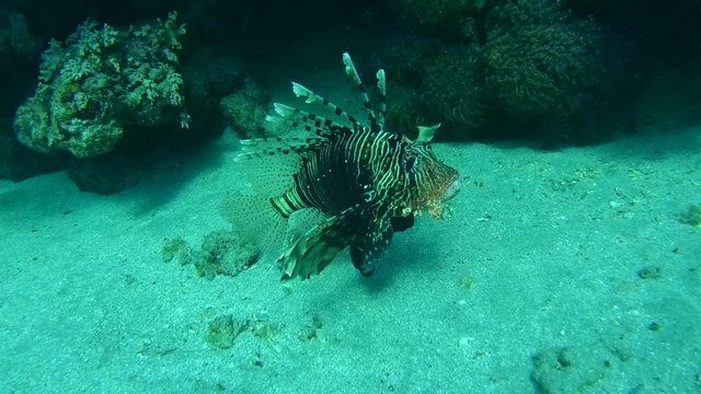 frillfin turkeyfish&nbsp;(Pterois mombasae) swims near coral reef, 