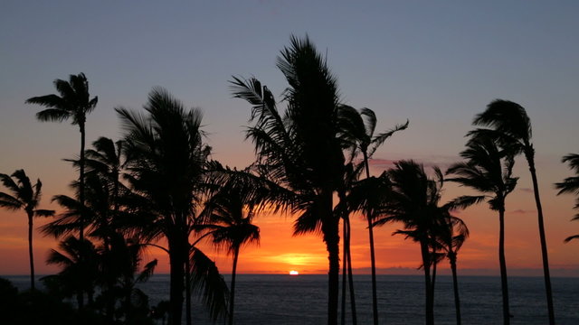 Sunset over the Pacific Ocean with palm trees, Big Island, Hawaii