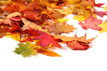 autumn leaves background