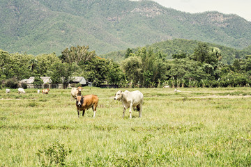 Fototapeta na wymiar cows on pasture land vintage style
