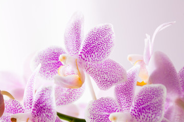 Pink Orchids