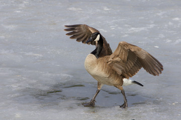 Beautiful goose