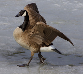 Noble goose