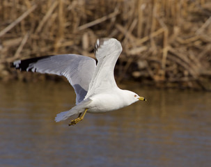 The gull's fly
