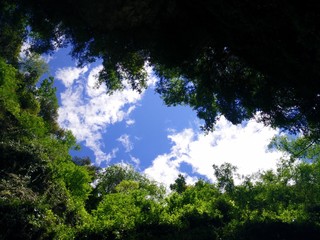The sky over trees
