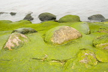 Coast, stones in the algae, greenhouse effect.
