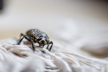Black bug with beige and white spots on a carpet
