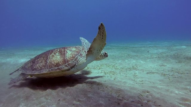 green sea turtle (Chelonia mydas) swims over a sand 