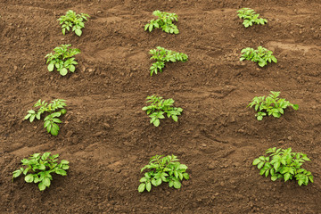 Angehäufte Kartoffelpflanzen im Nutzgarten
