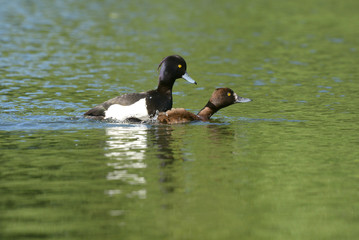 Tufted Duck - copulation