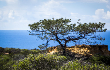 Fototapeta na wymiar torey pine tree