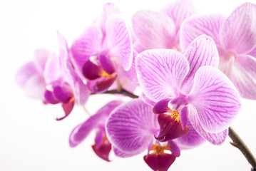 Obraz na płótnie Canvas orchid flower, Phalaenopsis