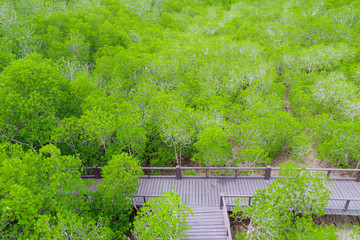 mangrove forest walkway