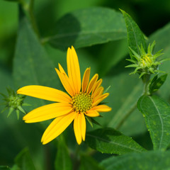 beautyful yellow flower