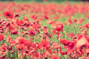 Poppy flowers retro peaceful summer background