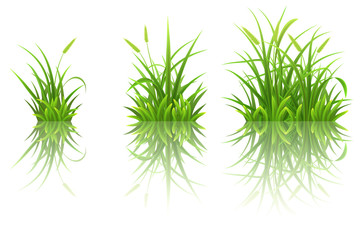 Green grass set with reflection on white background
