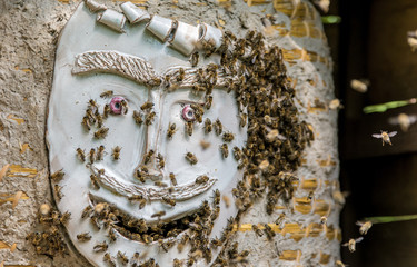 Honigbienenstaat