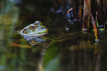 Teichfrosch