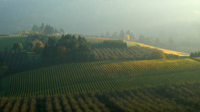 Aerial video of Willamette Valley, Oregon vineyards in fall color