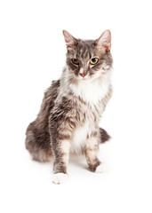 Beautiful Young Domestic Longhair Cat Sitting