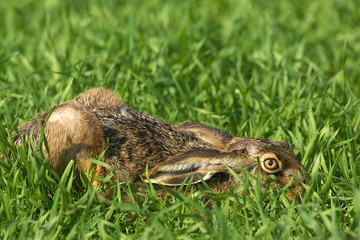 Feldhase , Neugireig