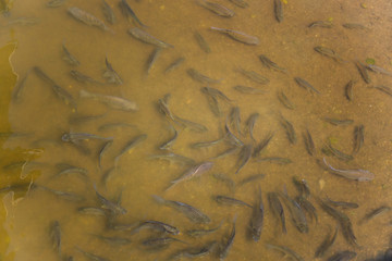 Fish in the pond Thailand