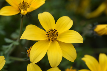 fiori macro rosa gialli colorati 