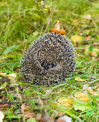 Hedgehog in the autumn forest curled. Mushroom on tenterhooks