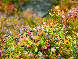 Blueberries in drops of dew