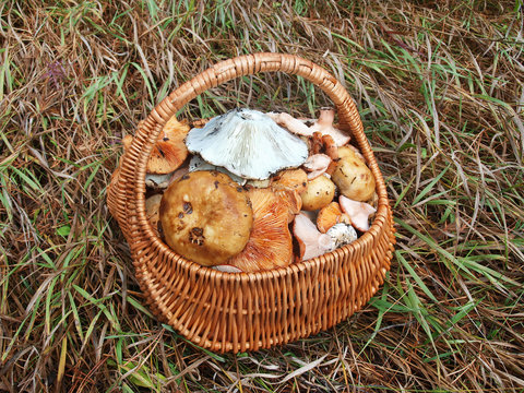 Wicker basket with mushrooms in the grass