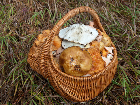 Wicker basket with mushrooms in the grass