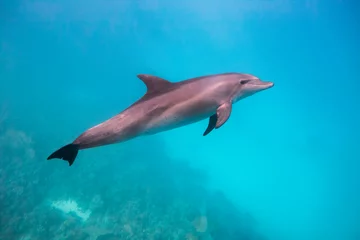 Crédence de cuisine en verre imprimé Dauphin Dauphin sous l& 39 eau