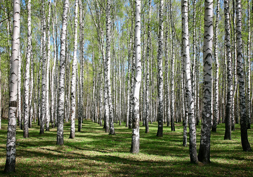 Spring birches