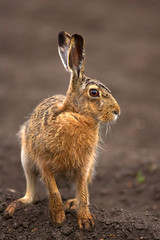 Junger  Feldhase,