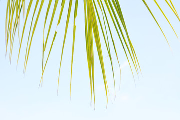 Obraz premium Close up of coconut leaf