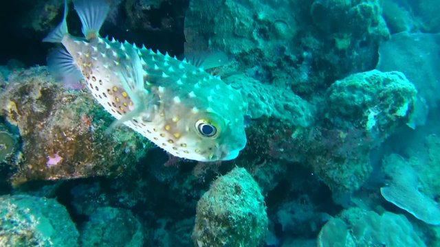 Cyclichtys orbicularis (Orbicular Burrfish) near coral reef, Red sea 
