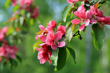 Pink Flowers of Ornamental Grab Apple 