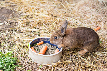 Rabbit eating carrot from food bowl