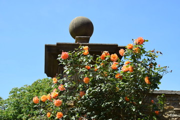 Kletterrose im Barockgarten