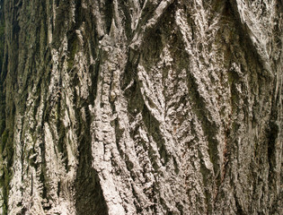 tree bark as a background
