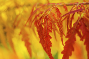 Autumn tree branch